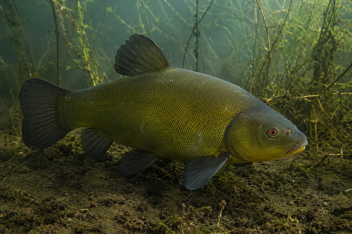 Tanche européenne nageant dans un étang naturel riche en végétation aquatique