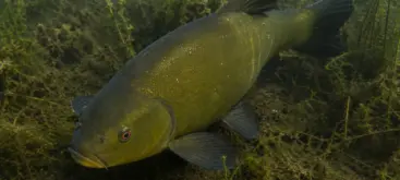Tanche européenne nageant lentement près du fond d’un étang riche en végétation aquatique