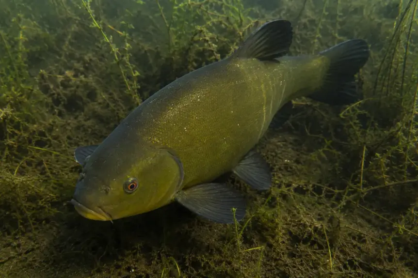 Tanche européenne nageant lentement près du fond d’un étang riche en végétation aquatique