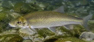 Toxostome nageant sur le fond rocheux d’une rivière française