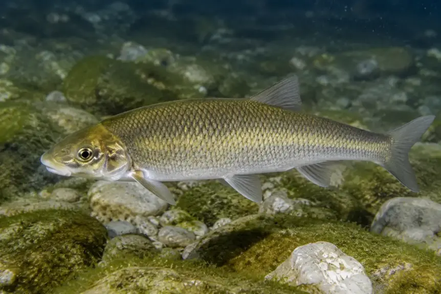 Toxostome nageant sur le fond rocheux d’une rivière française