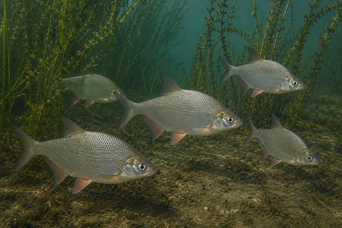 Groupe de brèmes bordelières évoluant dans un canal calme