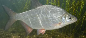 Brème bordelière adulte nageant dans un étang d’eau douce