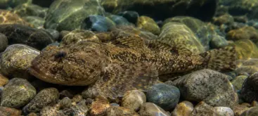 Chabot adulte posé sur un fond de galets dans une rivière d'eau douce