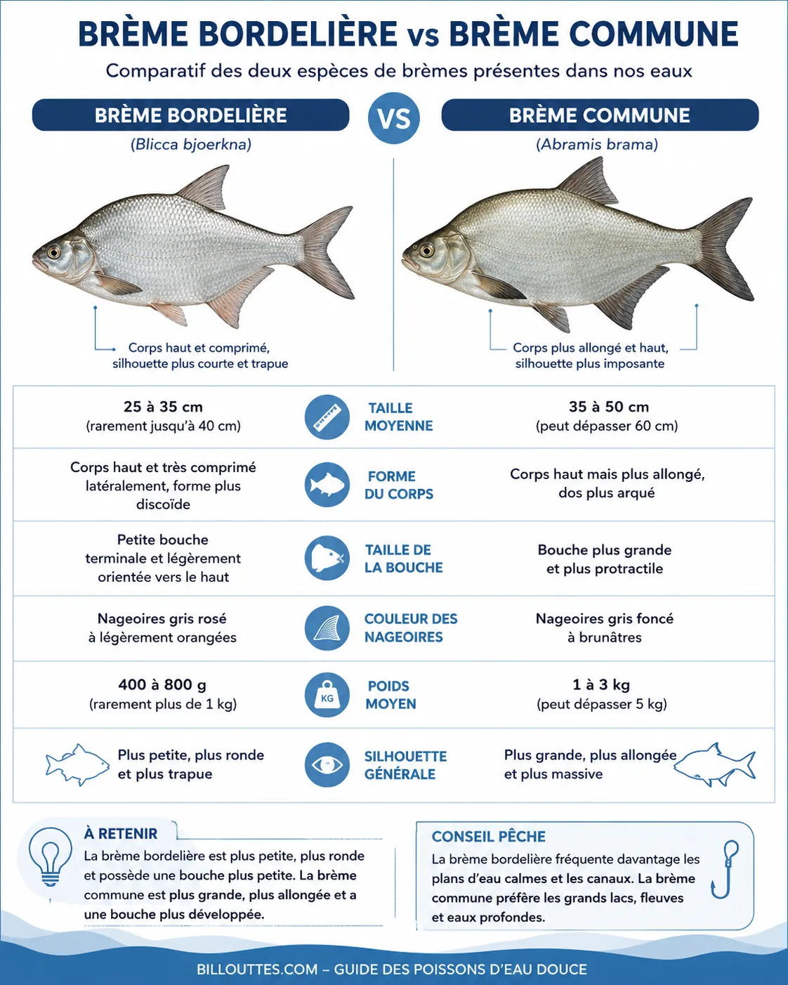 Différences morphologiques entre brème bordelière et brème commune