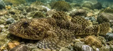 Chabot adulte camouflé sur un fond de galets dans une rivière claire