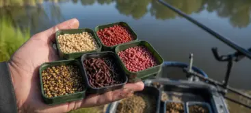 Sélection d'esches naturelles pour pêcher le gardon