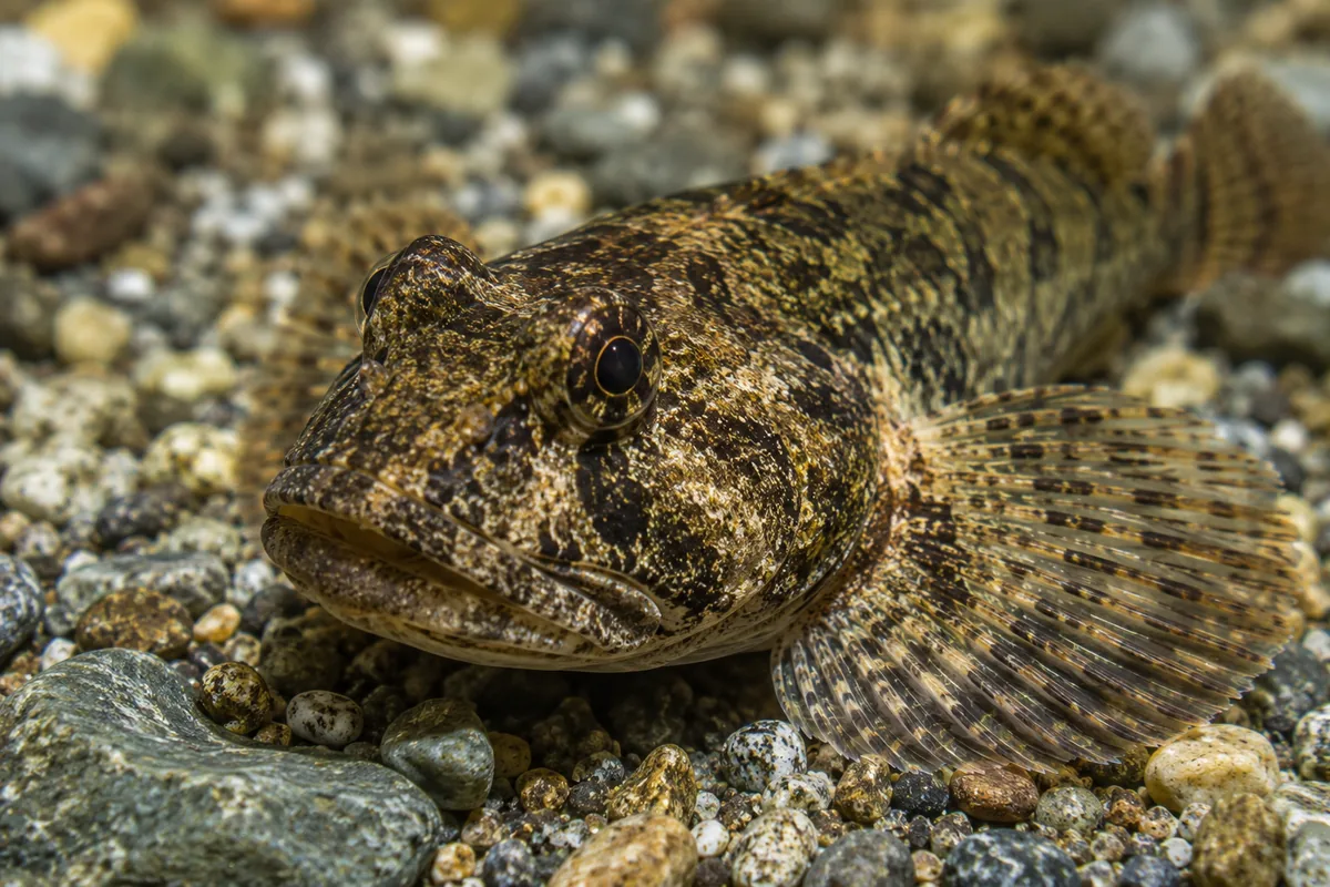 Portrait rapproché d'un Chabot dans son habitat naturel